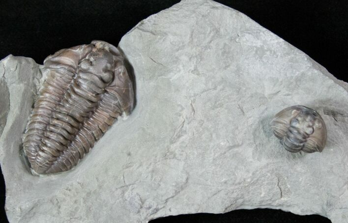 Large Flexicalymene Trilobite With Roller #13380